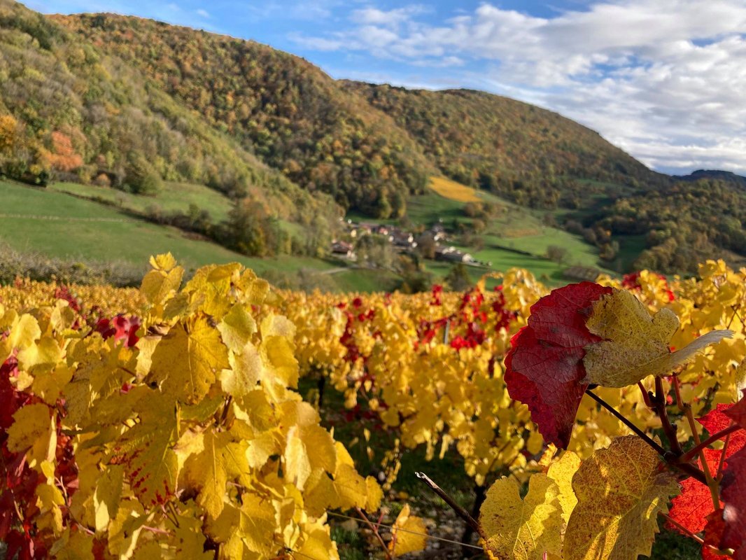 Belvédère du Haut Bugey - Refuge dans les cépages à Boyeux-Saint-Jérôme (37)
