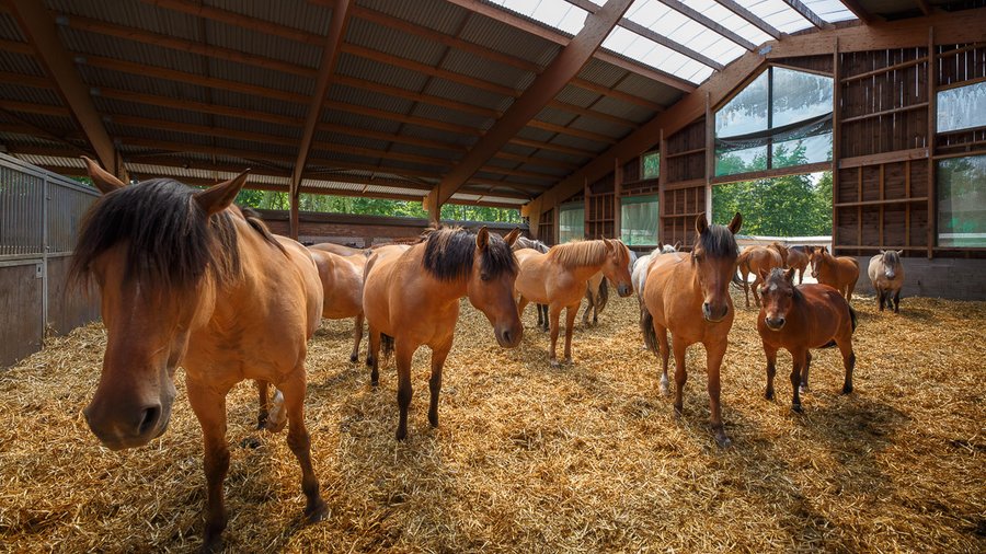 Hébergement AbracadaRoom : Roulotte 2 - Image 15