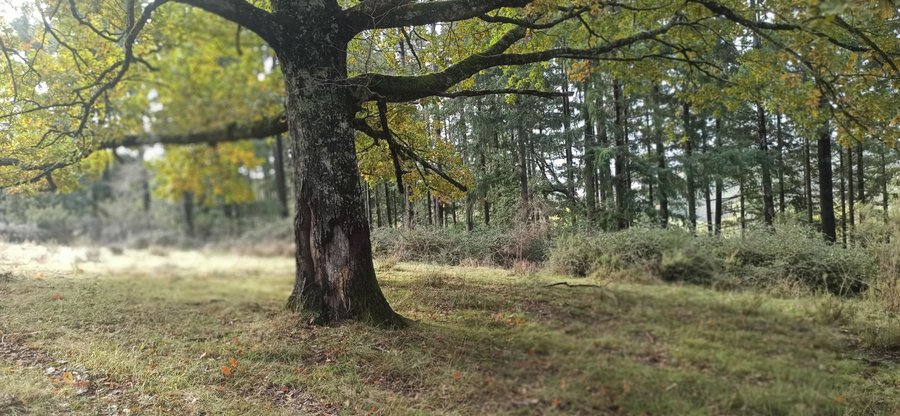 Hébergement AbracadaRoom : Los Arboles - Image 5