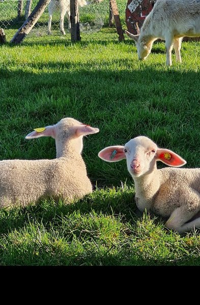 Hébergement AbracadaRoom : Tente Sibley T2 - Image 4