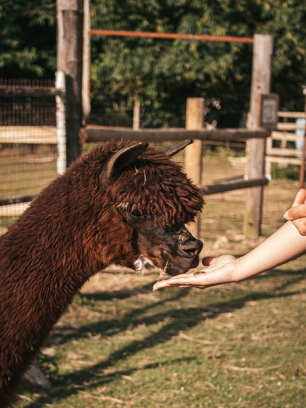 Les alpagas du clos à La Cerlangue (9)