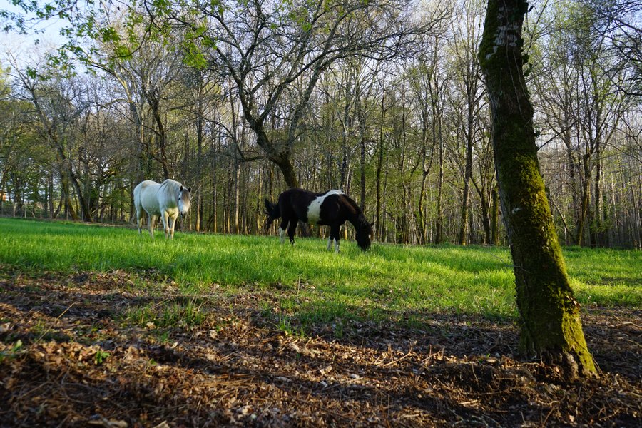 Domaine AbracadaRoom : Domaine Arcadia - Image 2