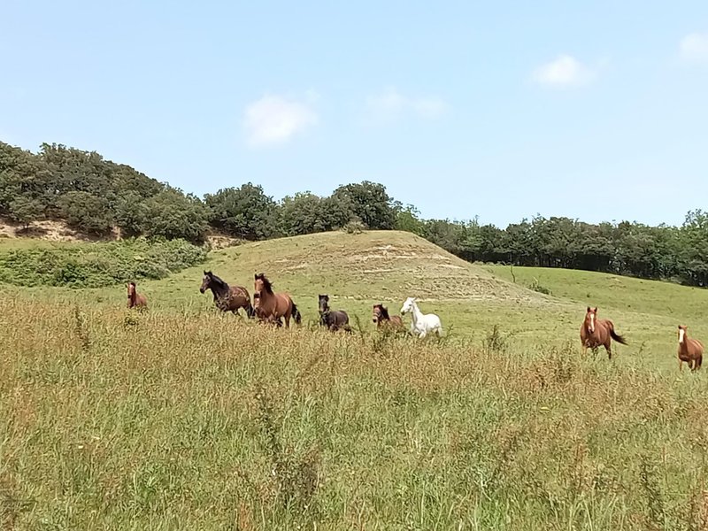 Domaine AbracadaRoom : Cabanes Trésors de Campagne - Image 32