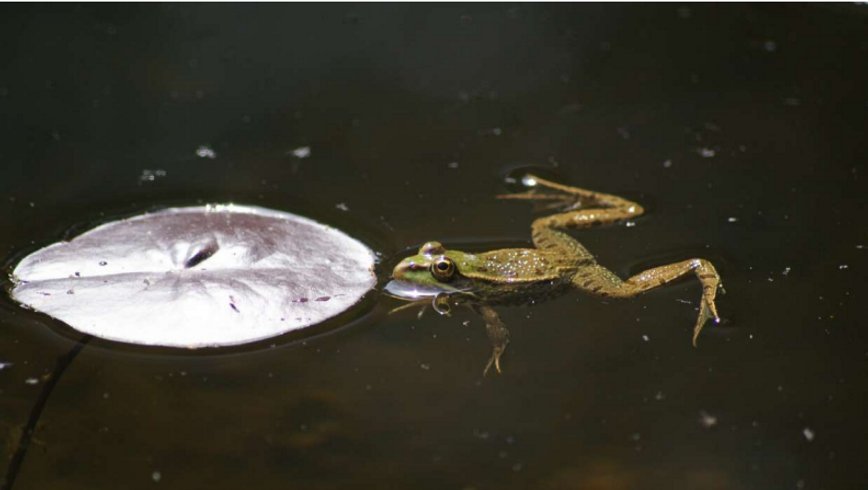 Hébergement AbracadaRoom : La Roulotte de l'Echappée Sauvage - Image 19
