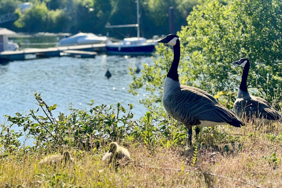 Domaine AbracadaRoom : L'Escale Royale Port Ilon - Image 12