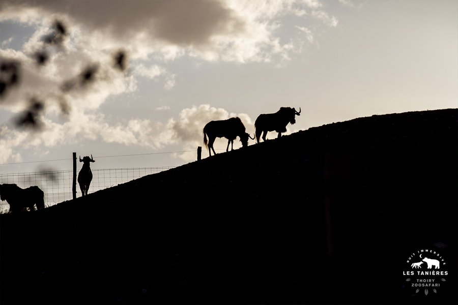 Domaine AbracadaRoom : Les Tanières de Thoiry - Image 6