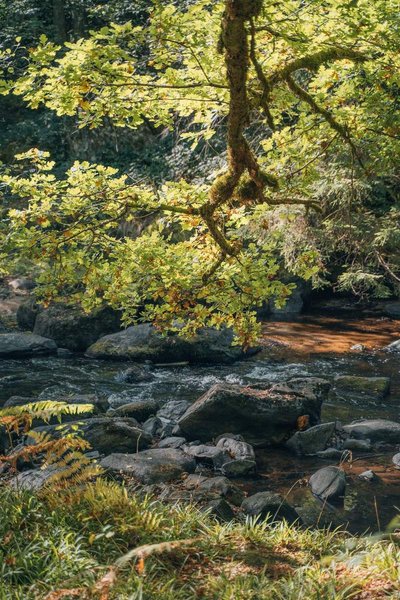 Hébergement AbracadaRoom : Castél de l'Arbre à Château de Memanat - Image 33