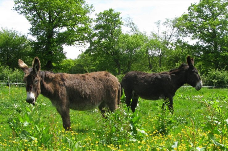 Domaine AbracadaRoom : Ferme des Ruats - Image 6