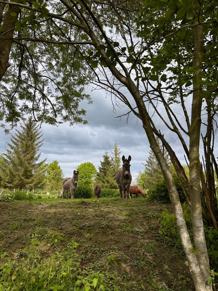 Domaine AbracadaRoom : Au Vieux Moulin - Image 3