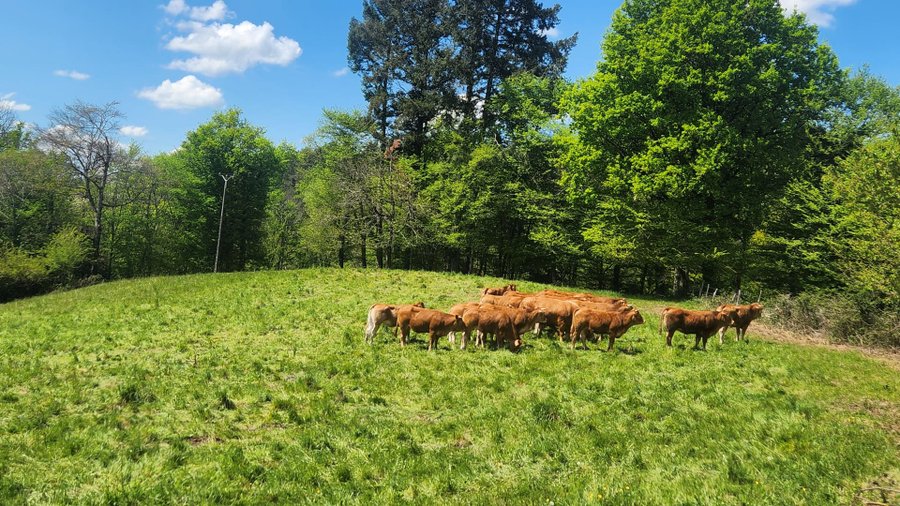 Domaine AbracadaRoom : Les Cabanes de Salagnac - Image 2