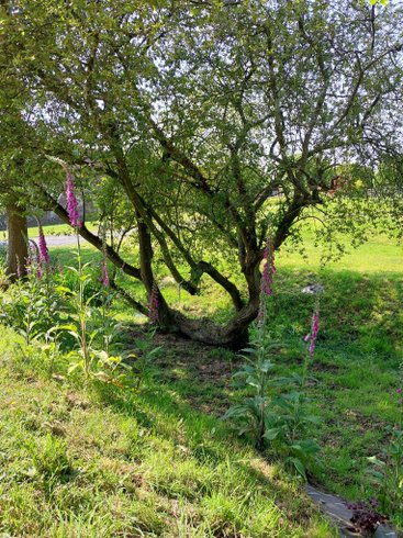 Hébergement AbracadaRoom : L'Authentique Tonneau à Cidre d'Emma - Image 21