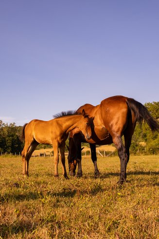 Domaine AbracadaRoom : Homnest (Montfleur) - Image 17