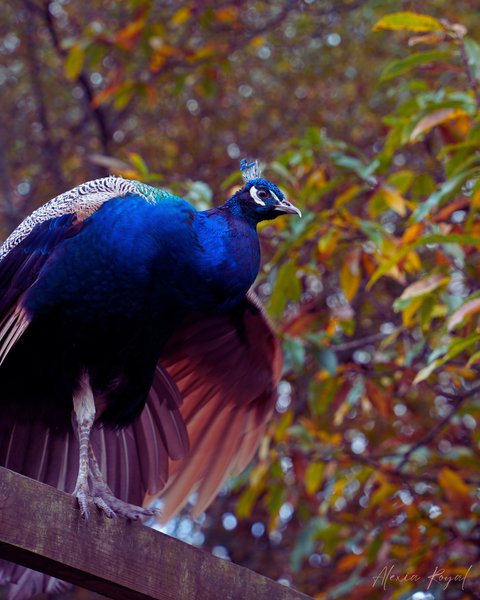 Hébergement AbracadaRoom : Cabane perchée - Image 10