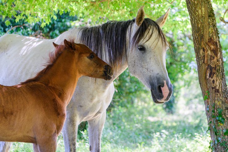 Hébergement AbracadaRoom : Roulotte-Quinta - Image 8