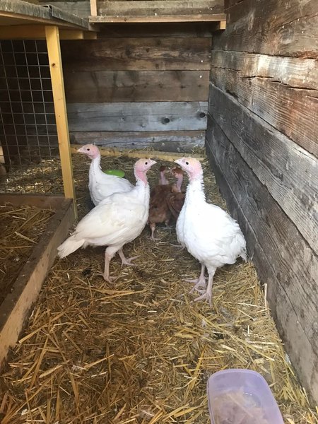 Domaine AbracadaRoom : Les Freytisses - Image 7