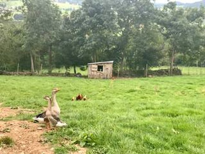 Hébergement AbracadaRoom : Roulotte Colibri - Image 18