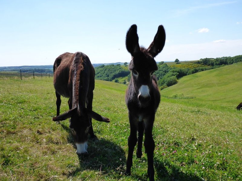 Domaine AbracadaRoom : La Ferme du Hitton Gers - Un Lit au Pré ( à supprimer) - Image 6