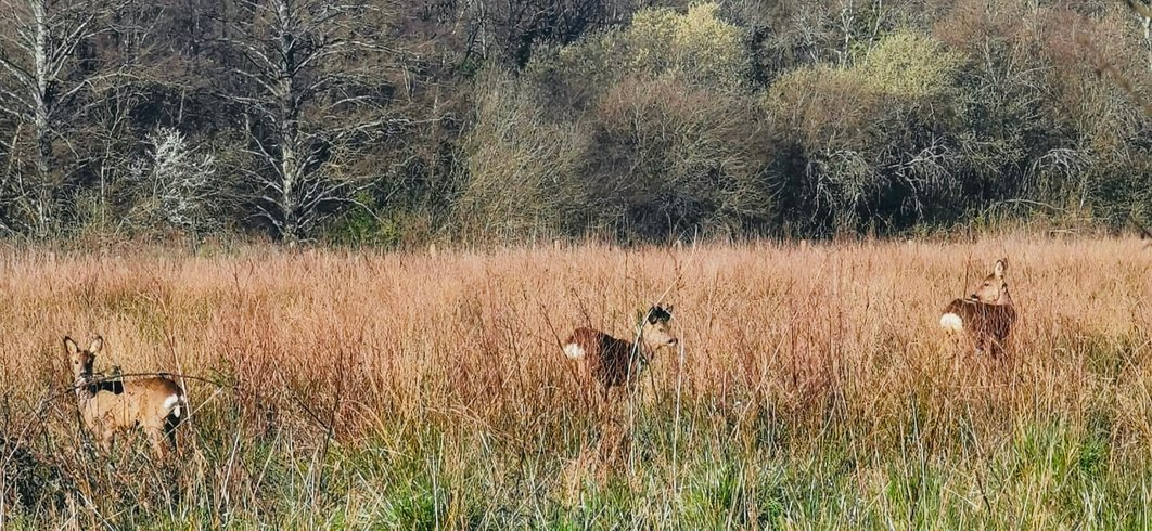 Hébergement AbracadaRoom : Tente Lodge des Souciers - Image 16