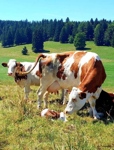 Hébergement AbracadaRoom : Les Logettes de Caroline, Ecolodge & Bain Nordique - Image 38