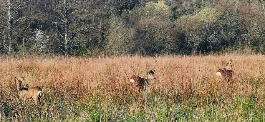 Hébergement AbracadaRoom : Tente Lodge des Souciers - Image 16