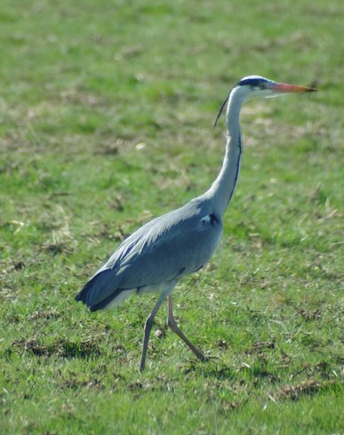 Domaine AbracadaRoom : Glamping La Fraventure - Image 40