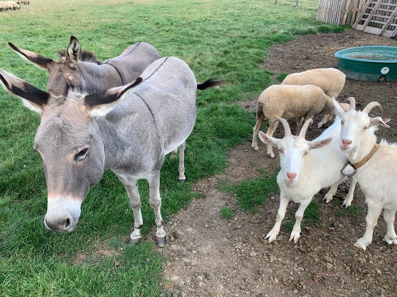 Domaine AbracadaRoom : Caraferme et compagnie - Image 2