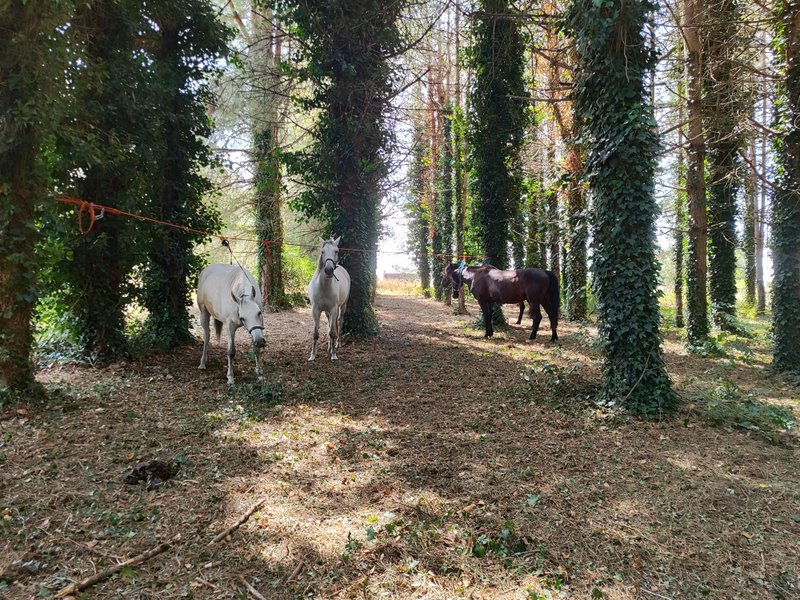 Domaine AbracadaRoom : Le Domaine des Anges - Image 12