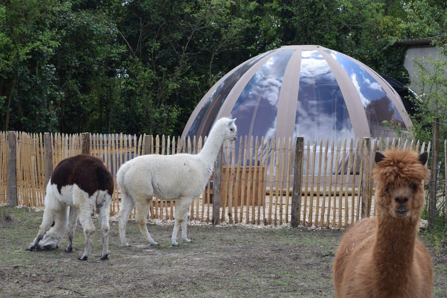 Bulle de nature famille & Spa : Bulle en Pays de la Loire