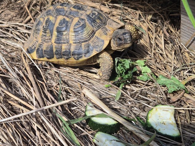 Hébergement AbracadaRoom : Yourte de Tréou & Bain nordique - Image 9