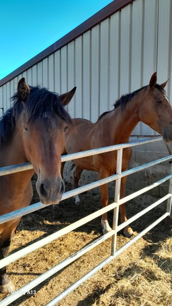 Hébergement AbracadaRoom : La roulotte au bord de l'étang - Image 10