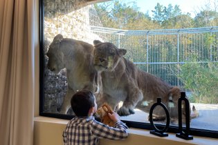 Lodge Lions & Sauna & Dîner - Accès au zoo