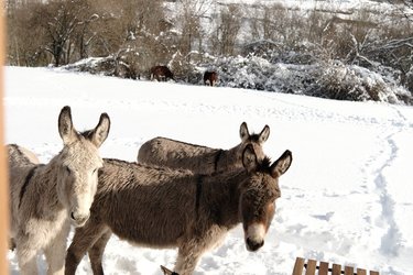 Homnest- Brumes des Hauts Bains -Cœur Pyrénées à Escouloubre (4)