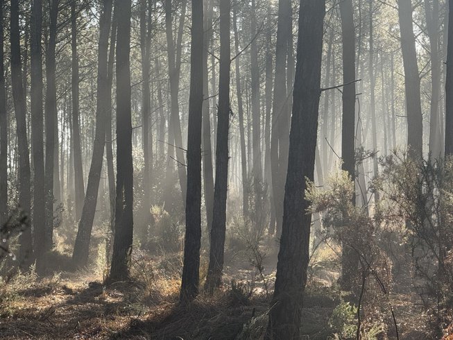Hébergement AbracadaRoom : Dôme d'Amagui au cœur de la forêt Landaise - Image 16
