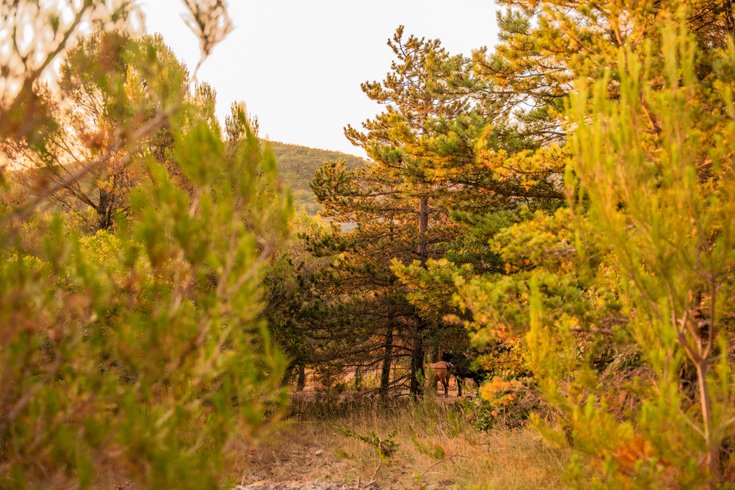 Hébergement AbracadaRoom : Homnest - L'Observatoire des Préalpes - Au coeur d'un haras - Image 51