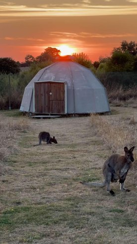 Domaine AbracadaRoom : Wallaby de Benett'on - Image 4