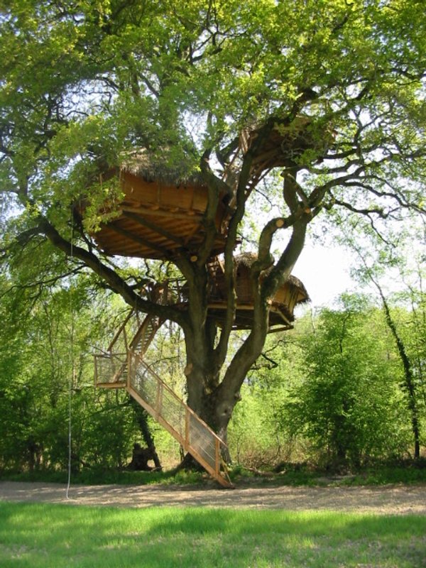 Chêne fou à Moulicent (8)