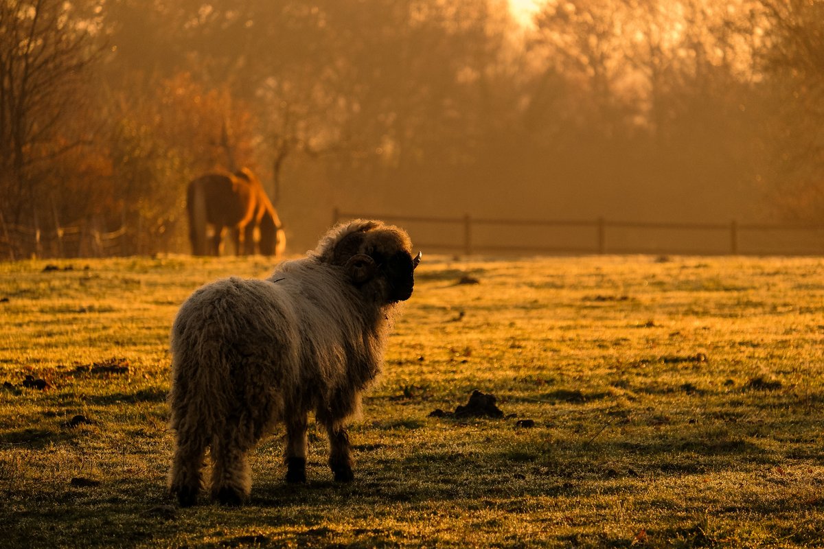 Homnest - Prairie des Âmes Heureuses - Occitanie à Puybegon (34)
