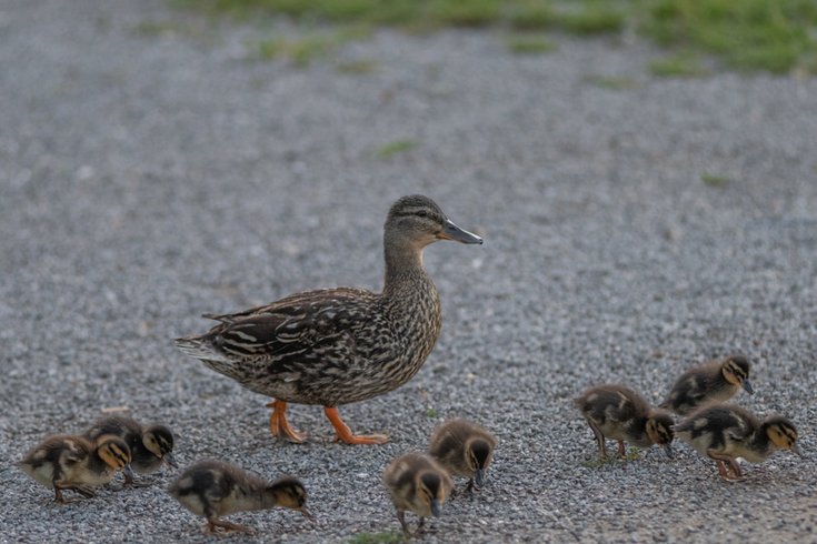 Hébergement AbracadaRoom : DOLFYN - Image 8