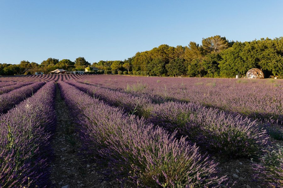Domaine AbracadaRoom : Bulle du Lavandin - Image 14