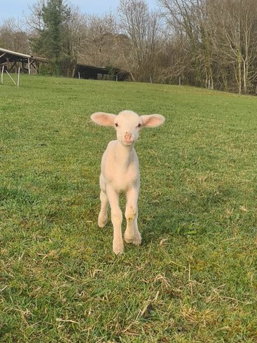 Domaine AbracadaRoom : Nids en Périgord - Image 2