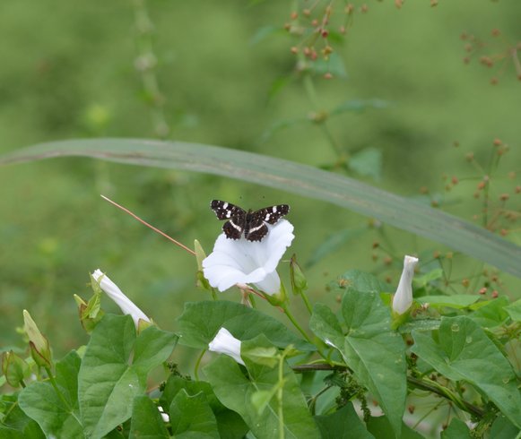 Domaine AbracadaRoom : Les Maîtres du Ciel - Image 1