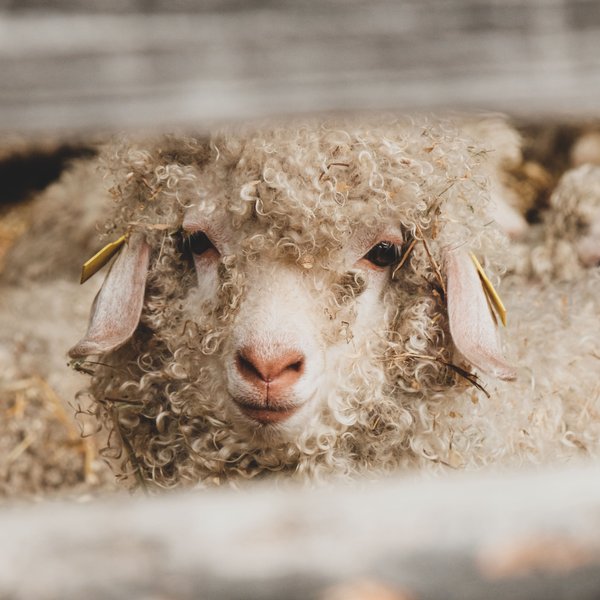 Domaine AbracadaRoom : Ferme de Courneillac - Image 17