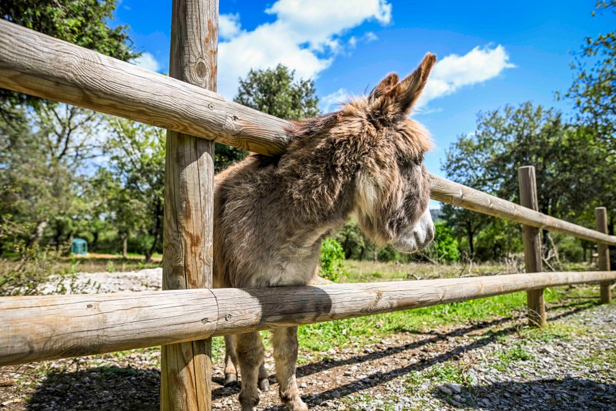 Domaine AbracadaRoom : Roulottes et Cabanes de Saint Cerice - Image 2