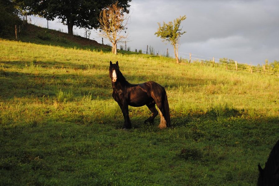 Domaine AbracadaRoom : Ânes du Cos - Image 6