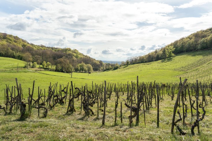 Hébergement AbracadaRoom : Parcel Tiny House - montagnes et vignes dans l'AOC du Bugey - Image 37