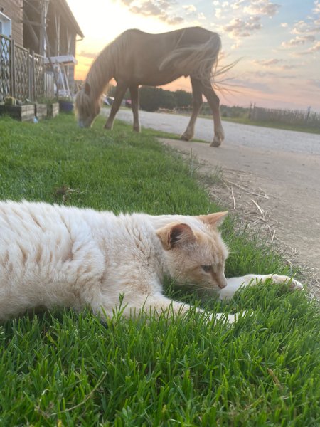 Domaine AbracadaRoom : La Noalha Insolit' - Image 8