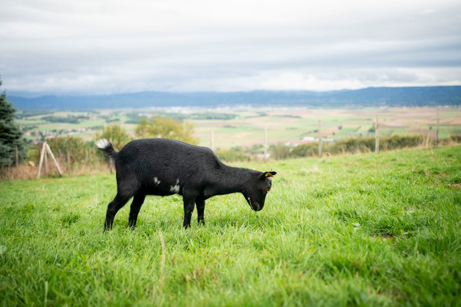 Domaine AbracadaRoom : Domaine des Étoiles - Image 10