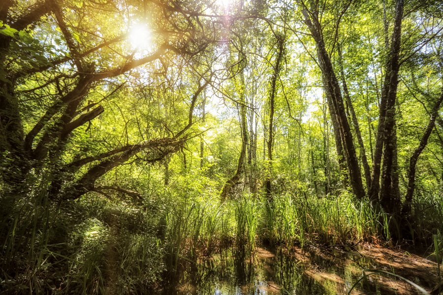 Domaine AbracadaRoom : La Mandrélie - Image 7