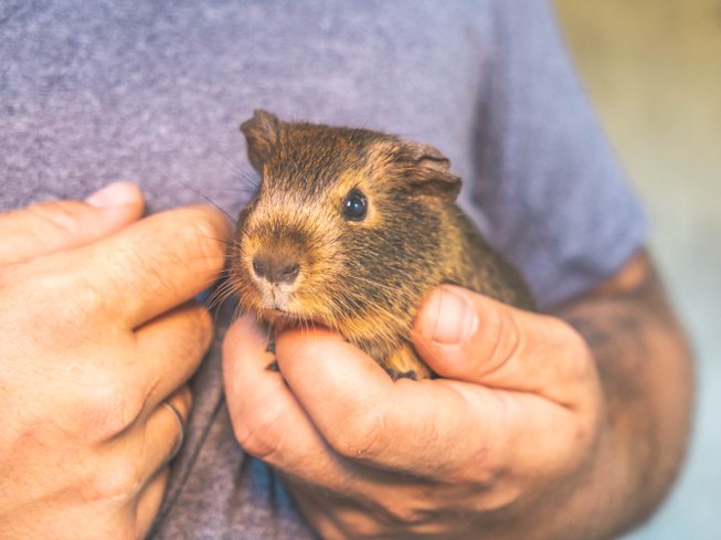 Hébergement AbracadaRoom : ECOLODGE LE PINOT MEUNIER (accès PMR possible) - Image 19