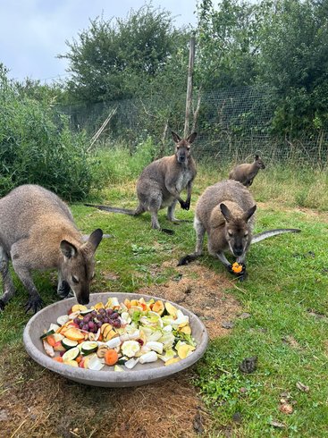 Domaine AbracadaRoom : Wallaby de Benett'on - Image 10